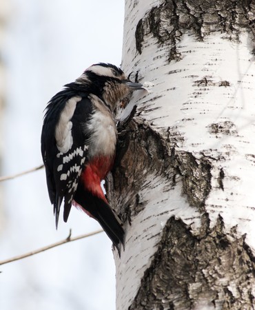 In the spring, the great spotted woodpecker can drink birch sap, making on trunks of holes in bark. Dendrocopos major, adult maleの写真素材