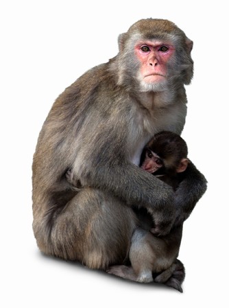 Japanese macaque with a cub, it is isolated on a white background.の写真素材