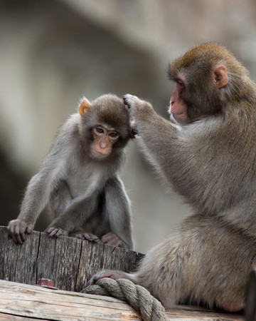 The Japanese macaque - an anthropoid. The picture is received in a zoo.の写真素材