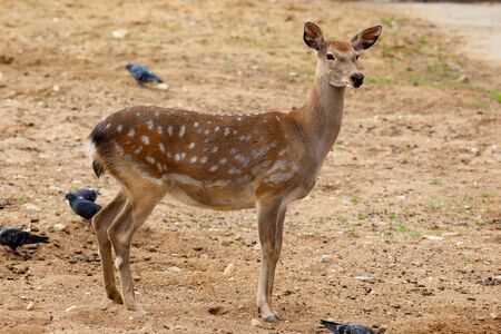 The deer has turned a head and looks in a camera in the Moscow zoo.の写真素材