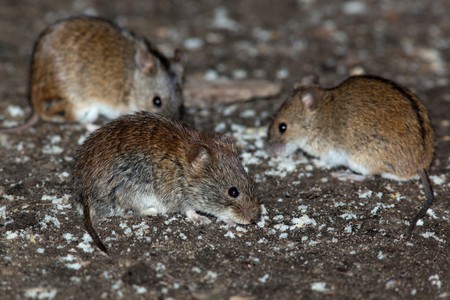 Clethrionomys glareolus, Bank Vole. Nice brown mouse on the earth. の写真素材