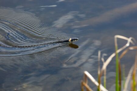 The Grass Snake (Natrix natrix) in the wild nature.の写真素材
