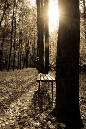 City park, autumn landscape. Phenological signs of autumn.の写真素材