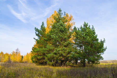 The beautiful rural landscape. Phenological signs of autumn.の写真素材
