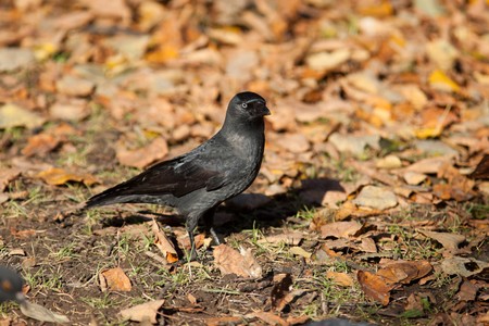 The Jackdaw (Corvus monedula), sometimes known as the Eurasian Jackdaw, European Jackdaw, Western...