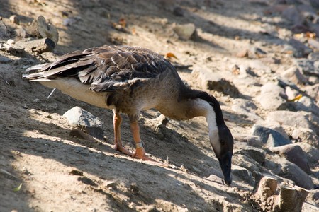 The Goose (Anser) is in a city zoo. Close up.の写真素材