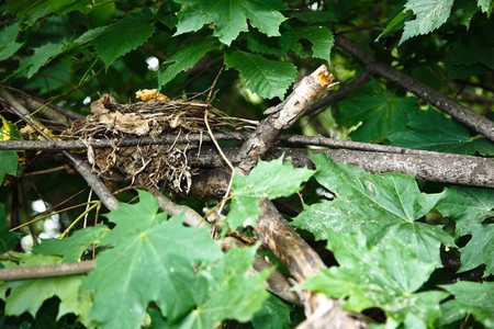 Song Thrush, Song-thrush, Turdus philomelos