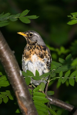 The Fieldfare (Latin name: Turdus pilaris) in the wild nature.の写真素材