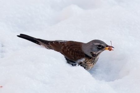 The Fieldfare (Latin name: Turdus pilaris) in the wild nature.の写真素材