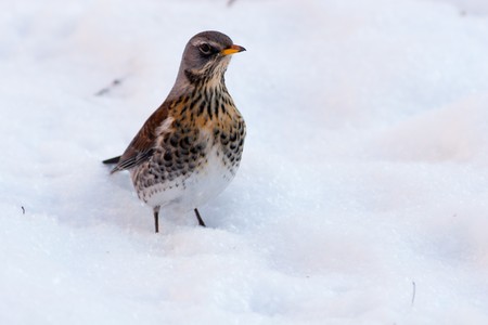 The Fieldfare (Latin name: Turdus pilaris) in the wild nature.の写真素材