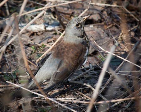 The Fieldfare (Latin name: Turdus pilaris) in the wild nature.の写真素材