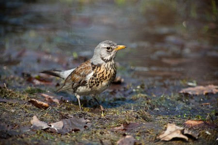 The Fieldfare (Latin name: Turdus pilaris) in the wild nature.の写真素材