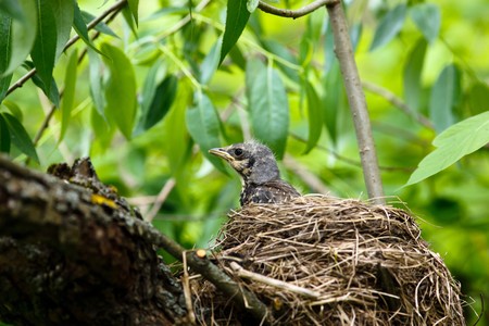 The Fieldfare (Latin name: Turdus pilaris) in the wild nature.の写真素材