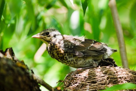 The Fieldfare (Latin name: Turdus pilaris) in the wild nature.の写真素材