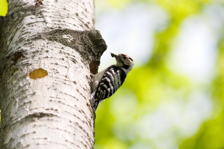 The  Lesser Spotted Woodpecker (Dendrocopos minor) is in the wild nature.の写真素材