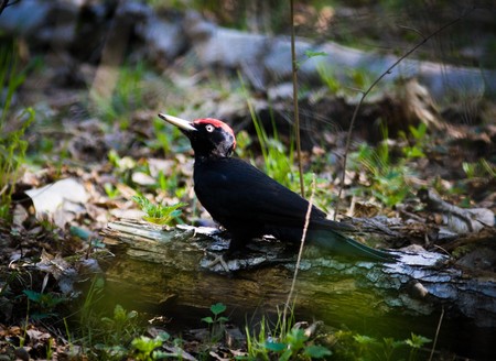 The Black woodpecker (Dryocopus martius) is in the park.の写真素材