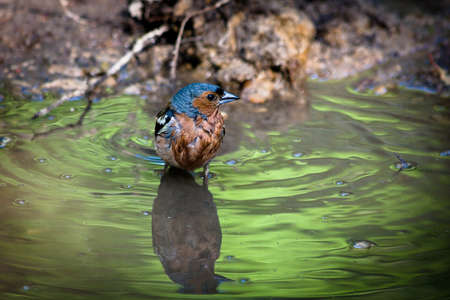 The Common Chaffinch (Fringilla coelebs) is in the wild nature.の写真素材