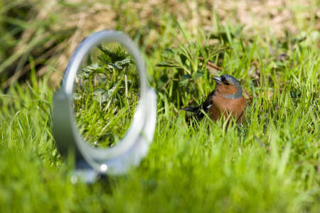 The Common Chaffinch (Fringilla coelebs) is in the wild nature.の写真素材
