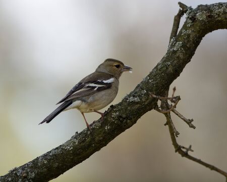 The Common Chaffinch (Fringilla coelebs) is in the wild nature.の写真素材