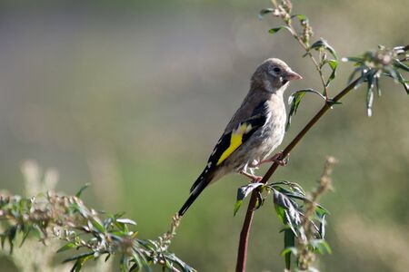 Goldfinch, Carduelis carduelis. Wild bird in a natural habitat. Wildlife Photography. Russia, Moscow, Timirjazevsky park.の写真素材