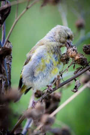 European Greenfinch, Carduelis chloris. Wild bird in a natural habitat. Wildlife Photography. Russia, Moscow, Timirjazevsky park.の写真素材