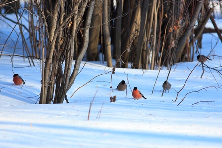 The Bullfinch (Pyrrhula pyrrhula) in the winter. Beautiful bird in the wild nature.の写真素材