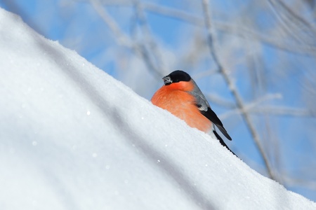 The Bullfinch (Pyrrhula pyrrhula) in the winter. Beautiful bird in the wild nature.の写真素材
