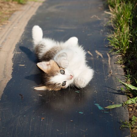 The small amusing kitten plays the fool.の写真素材