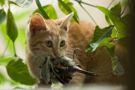 The run wild cat has caught a titmouse for a supper to the kittens.の写真素材