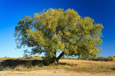 Denisovo, Ryazan region, Pronsky area. Russia. The beautiful rural landscape. Phenological signs of...