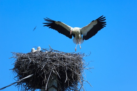 Wild bird in a natural habitat. Wildlife Photography. Ciconia ciconia, Oriental White Stork. Simankovo. Moscow region, Shahovsky area. Russiaの写真素材