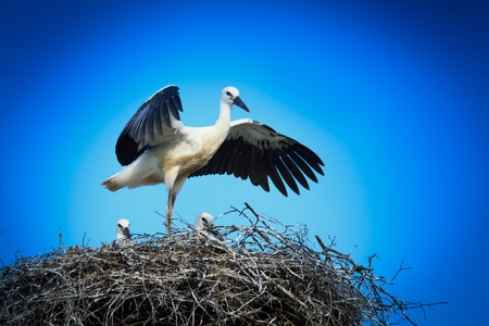 Wild bird in a natural habitat. Wildlife Photography. Ciconia ciconia, Oriental White Stork. Simankovo. Moscow region, Shahovsky area. Russiaの写真素材