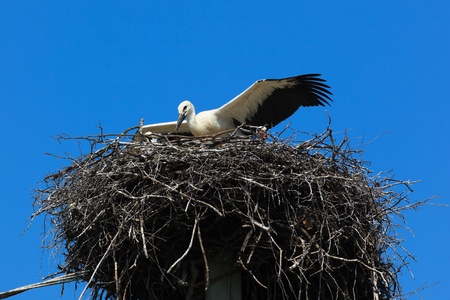 Wild bird in a natural habitat. Wildlife Photography. Ciconia ciconia, Oriental White Stork....