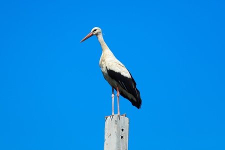 Wild bird in a natural habitat. Wildlife Photography. Ciconia ciconia, Oriental White Stork. Simankovo. Moscow region, Shahovsky area. Russiaの写真素材