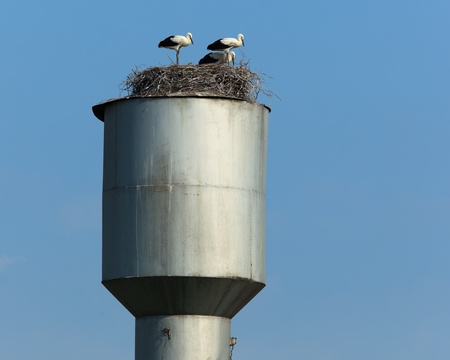 Wild bird in a natural habitat. Wildlife Photography. Ciconia ciconia, Oriental White Stork. Dubrovino. Moscow region, Shahovsky area. Russiaの写真素材