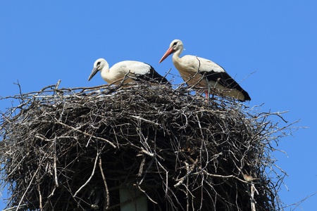 Wild bird in a natural habitat. Wildlife Photography. Ciconia ciconia, Oriental White Stork. Simankovo. Moscow region, Shahovsky area. Russiaの写真素材