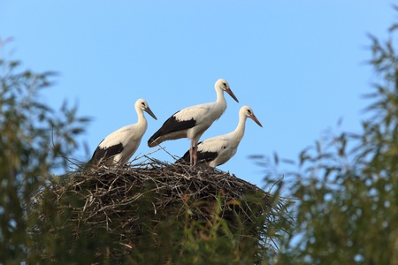 Wild bird in a natural habitat. Wildlife Photography. Ciconia ciconia, Oriental White Stork. Natalino. Moscow region, Shahovsky area. Russiaの写真素材