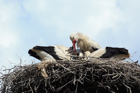 Wild bird in a natural habitat. Wildlife Photography. Ciconia ciconia, Oriental White Stork.の写真素材