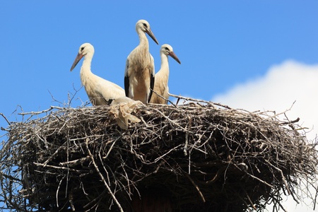 Wild bird in a natural habitat. Wildlife Photography. Ciconia ciconia, Oriental White Stork.