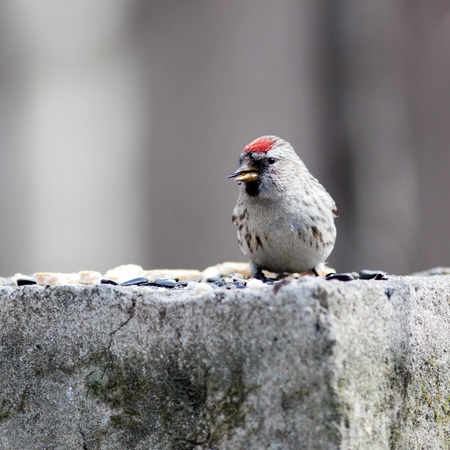 Acanthis flammea, Redpoll. Timirjazevsky park, Moscow. Russiaの写真素材