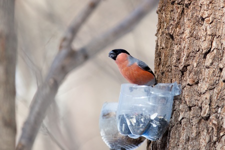 Pyrrhula pyrrhula, Bullfinch. Wild bird in a natural habitat. Wildlife Photography.の写真素材