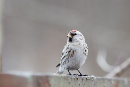 Acanthis flammea, Redpoll. Timirjazevsky park, Moscow. Russiaの写真素材