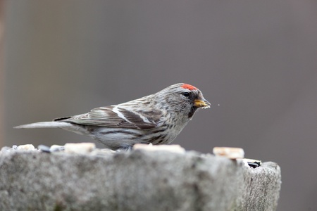 Acanthis flammea, Redpoll. Timirjazevsky park, Moscow. Russiaの写真素材