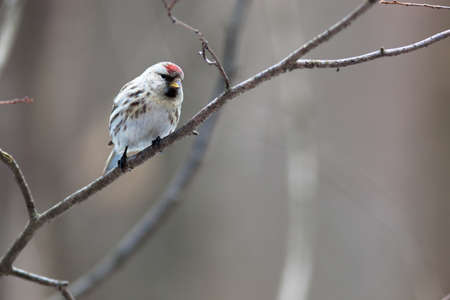 Acanthis flammea, Redpoll. Timirjazevsky park, Moscow. Russiaの写真素材