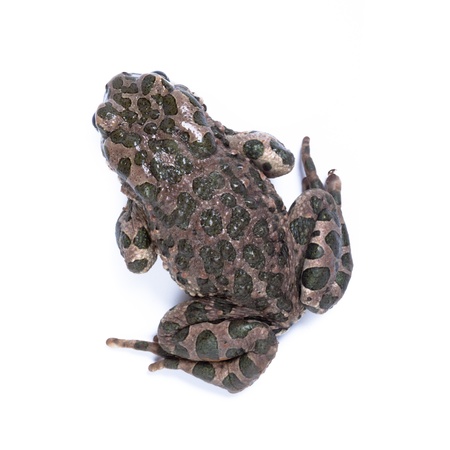 Common toad,  European toad, (Bufo bufo, Bufo vulgaris, Bufo cinereus). Toad in studio against a...