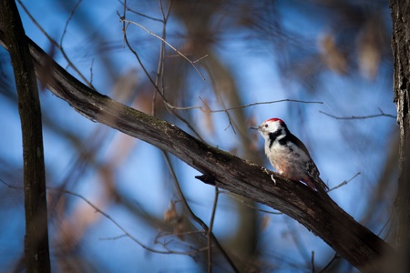 Timirjazevsky park, Moscow.  Dendrocopos medius, Middle Spotted Woodpecker.