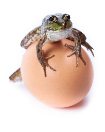 Marsh Frog (Rana ridibunda) in front of white background, isolated.の写真素材