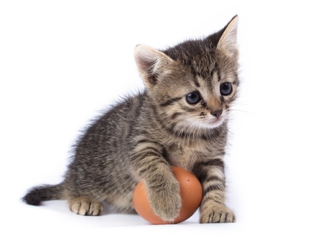 Kitten with egg in front of white background, isolated. The photo is made in studio. Russia, the Ryazan region (Ryazanskaya oblast), the Pronsky District, Denisovo.の写真素材