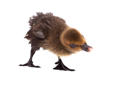 Duckling in front of white background, isolated. The photo is made in studio.