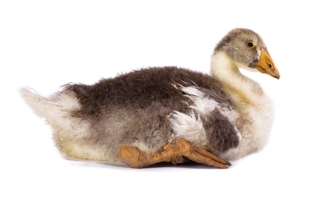 Gosling in front of white background, isolated.
Denisovo. Ryazan region, Pronsky area. Russia.の写真素材